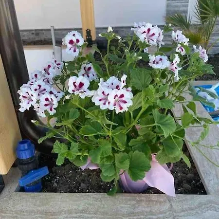 Boris House 5 Bed & Private Pool Strumyani