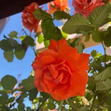 Villa Boris House 5 Bed & Private Pool Strumyani