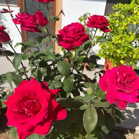 Boris House 5 Bed & Private Pool Strumyani