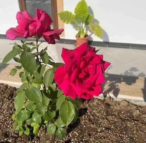 Villa Boris House 5 Bed & Private Pool Strumyani