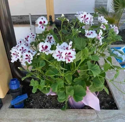 Boris House 5 Bed & Private Pool Strumyani