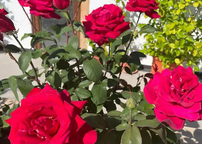 Boris House 5 Bed & Private Pool Strumyani